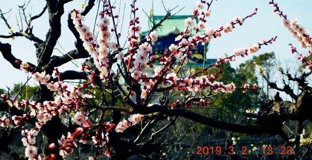 f:id:SAKI001:20190302161751j:image