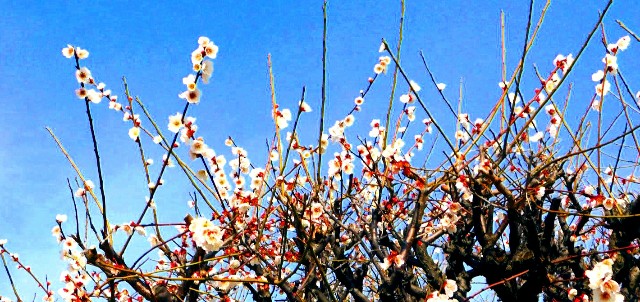 f:id:SAKI001:20190302161829j:image