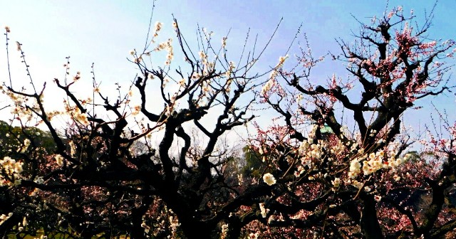 f:id:SAKI001:20190302161847j:image