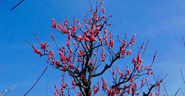 f:id:SAKI001:20190302161905j:image