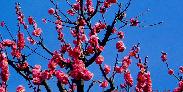 f:id:SAKI001:20190302161928j:image