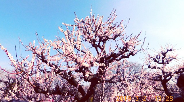 f:id:SAKI001:20190302161945j:image