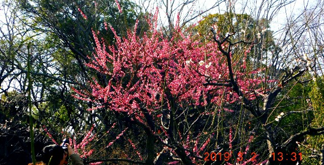 f:id:SAKI001:20190302162002j:image