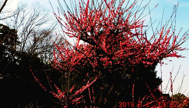 f:id:SAKI001:20190302162019j:image