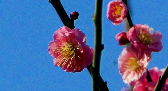 f:id:SAKI001:20190302162040j:image