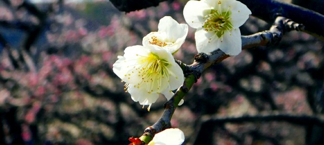 f:id:SAKI001:20190302162100j:image