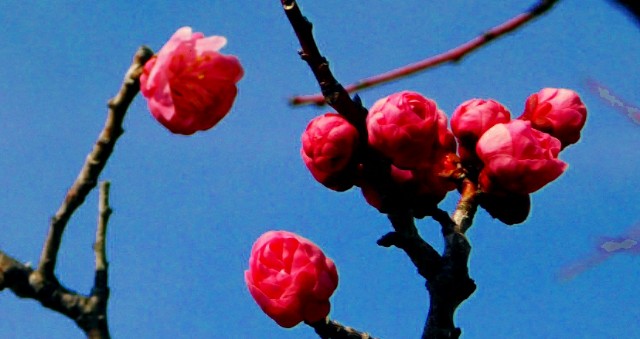 f:id:SAKI001:20190302162127j:image