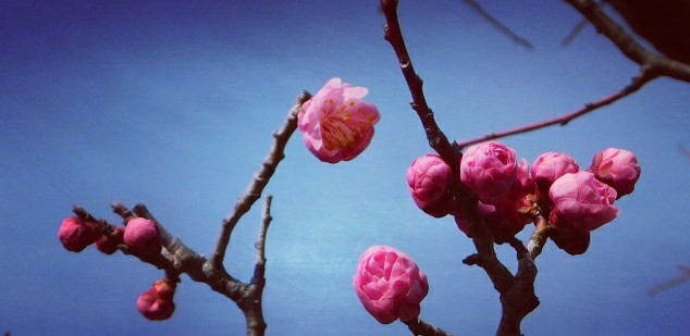 f:id:SAKI001:20190302162150j:image