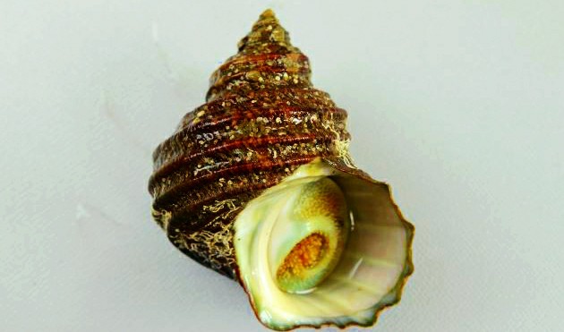 f:id:SAKI001:20190317135448j:image