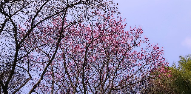 f:id:SAKI001:20190406204538j:image f:id:SAKI001:20190406204538j:image