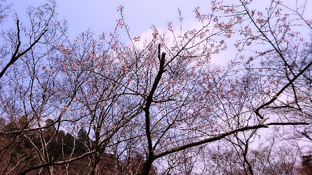 f:id:SAKI001:20190406204623j:image f:id:SAKI001:20190406204623j:image