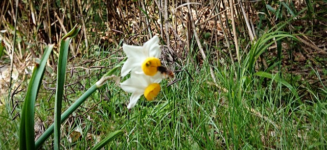 f:id:SAKI001:20190406204733j:image f:id:SAKI001:20190406204733j:image