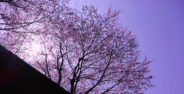 f:id:SAKI001:20190406204812j:image f:id:SAKI001:20190406204812j:image