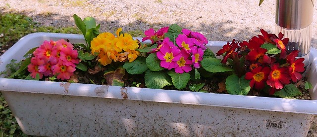 f:id:SAKI001:20190406204834j:image f:id:SAKI001:20190406204834j:image