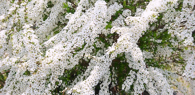 f:id:SAKI001:20190406205010j:image f:id:SAKI001:20190406205010j:image