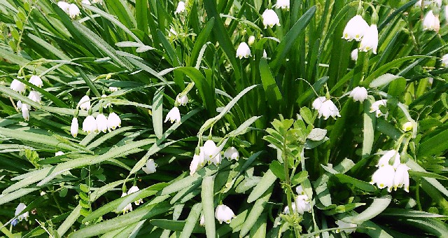 f:id:SAKI001:20190406205136j:image f:id:SAKI001:20190406205136j:image