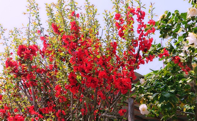 f:id:SAKI001:20190406205206j:image f:id:SAKI001:20190406205206j:image