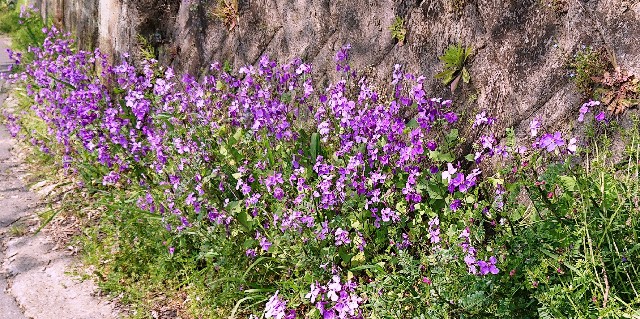 f:id:SAKI001:20190406205314j:image f:id:SAKI001:20190406205314j:image