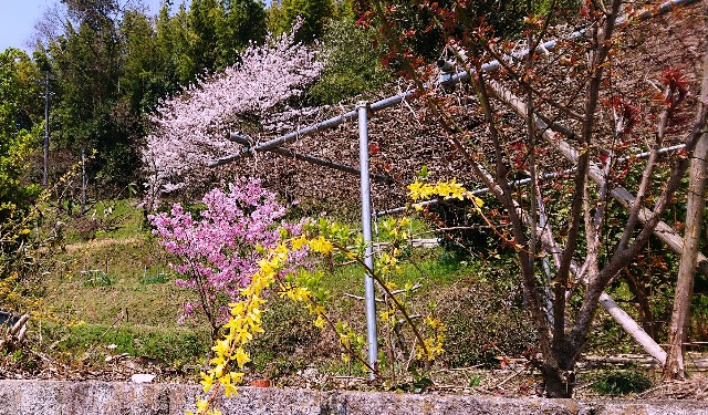 f:id:SAKI001:20190406205400j:image f:id:SAKI001:20190406205400j:image