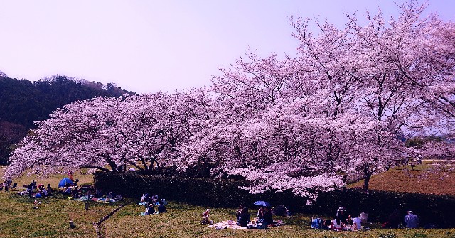 f:id:SAKI001:20190406205516j:image f:id:SAKI001:20190406205516j:image