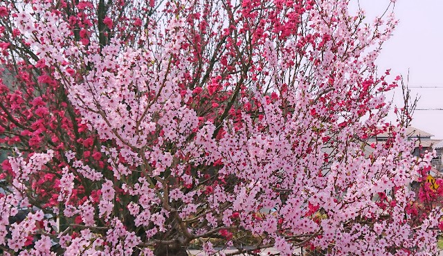 f:id:SAKI001:20190406205606j:image f:id:SAKI001:20190406205606j:image