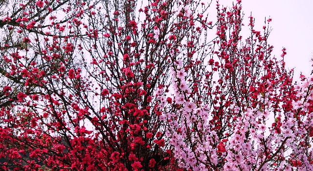 f:id:SAKI001:20190406205625j:image f:id:SAKI001:20190406205625j:image