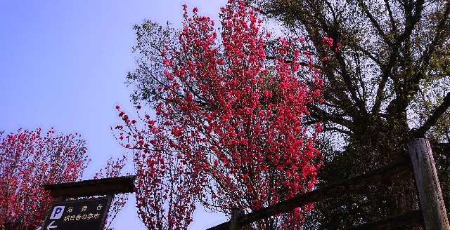 f:id:SAKI001:20190406205649j:image f:id:SAKI001:20190406205649j:image