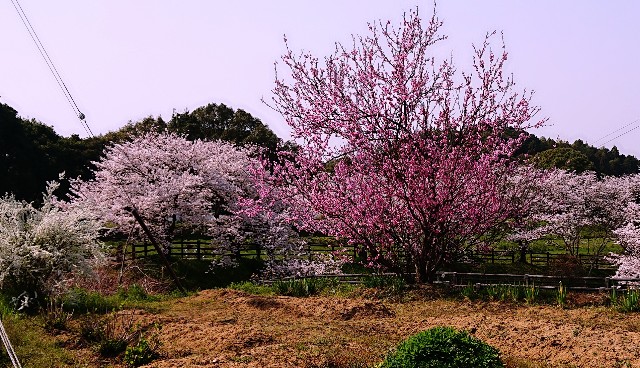 f:id:SAKI001:20190406205713j:image f:id:SAKI001:20190406205713j:image