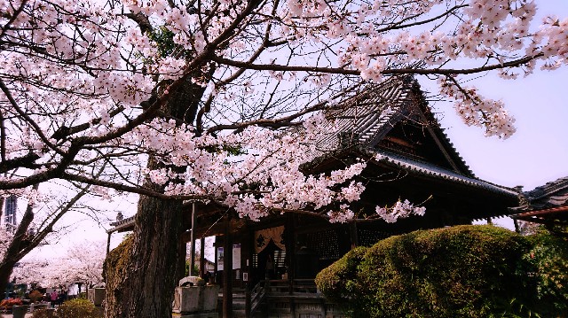 f:id:SAKI001:20190406205821j:image f:id:SAKI001:20190406205821j:image