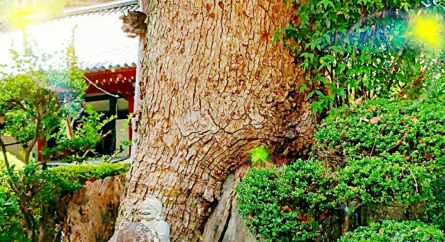 f:id:SAKI001:20190616003520j:image