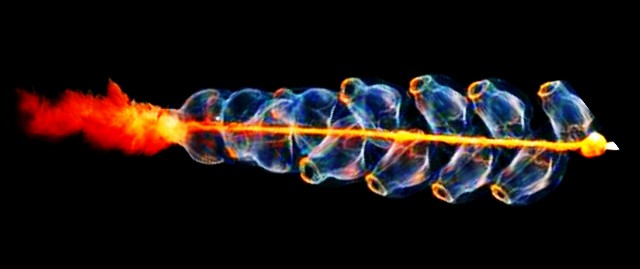 f:id:SAKI001:20190630090220j:image f:id:SAKI001:20190630090220j:image