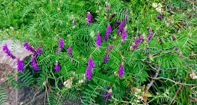 f:id:SAKI001:20190630111541j:image f:id:SAKI001:20190630111541j:image