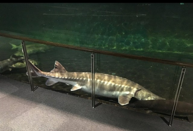 f:id:SAKI001:20190914184427j:image