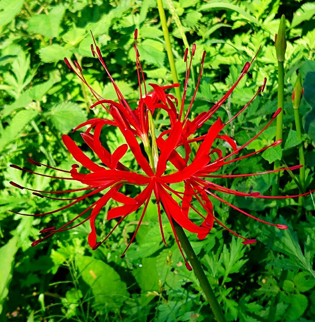 f:id:SAKI001:20190926140259j:image