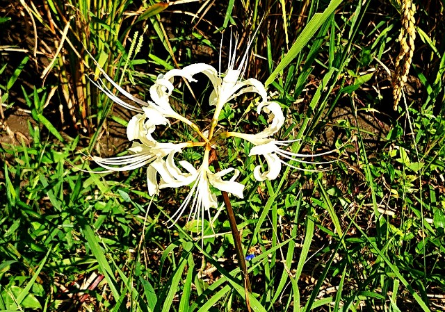 f:id:SAKI001:20190926140406j:image