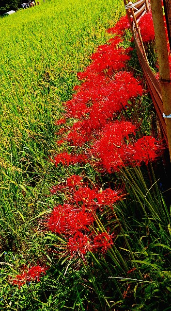 f:id:SAKI001:20190926140424j:image