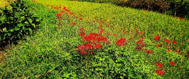 f:id:SAKI001:20190926140448j:image