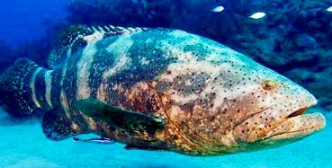 BS フロリダ怪魚ゴライアスグルーパー 2m 鮫も食う - saki001のブログ