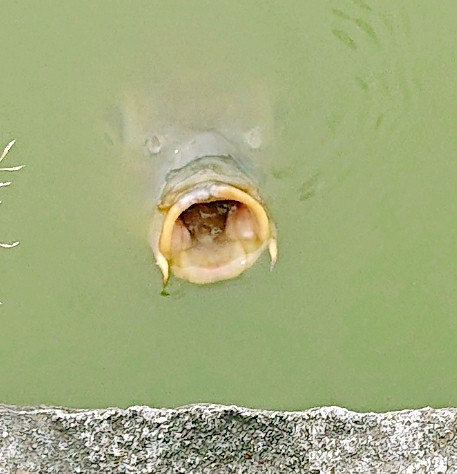 f:id:SAKI001:20190927115040j:image