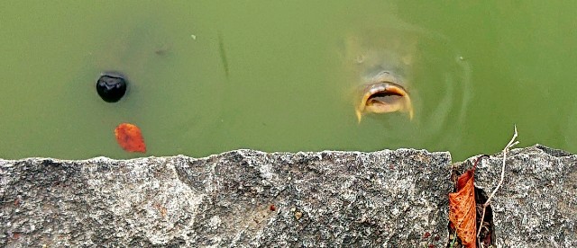 f:id:SAKI001:20190927115053j:image