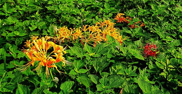 f:id:SAKI001:20191002200221j:image