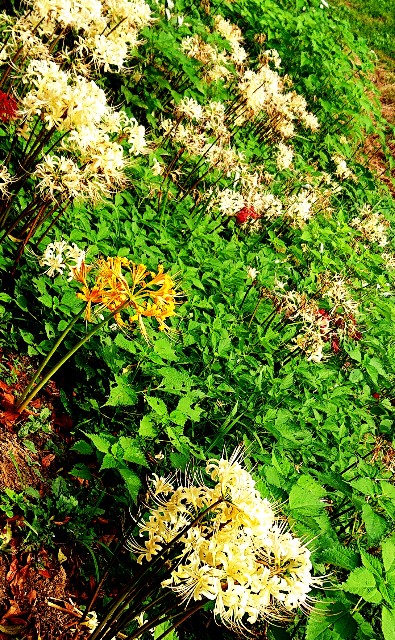 f:id:SAKI001:20191002200235j:image