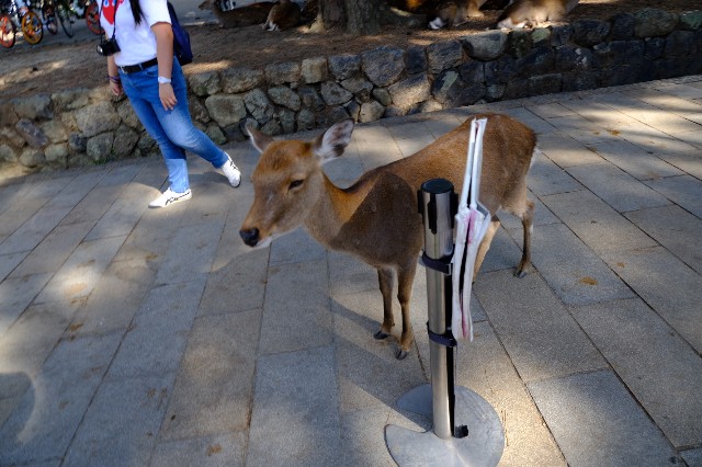 f:id:SAKI001:20191006194823j:image