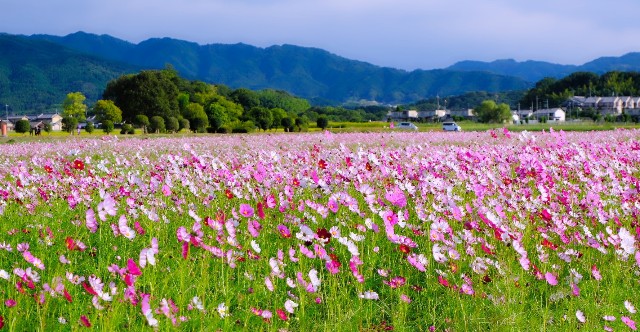 f:id:SAKI001:20191007174525j:image