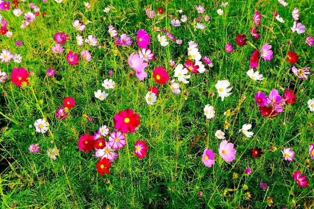 f:id:SAKI001:20191007174605j:image