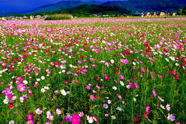 f:id:SAKI001:20191007174617j:image