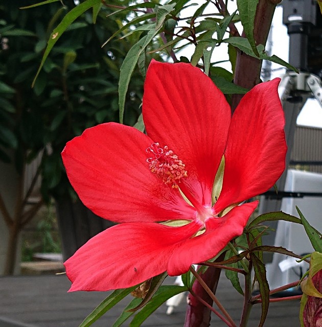 f:id:SAKI001:20191103172657j:image