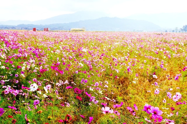 f:id:SAKI001:20191103202722j:image