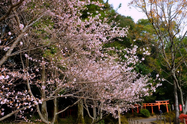 f:id:SAKI001:20191211120203j:image