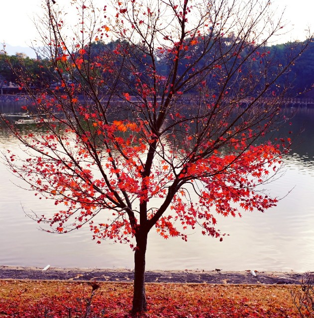 f:id:SAKI001:20191211120215j:image